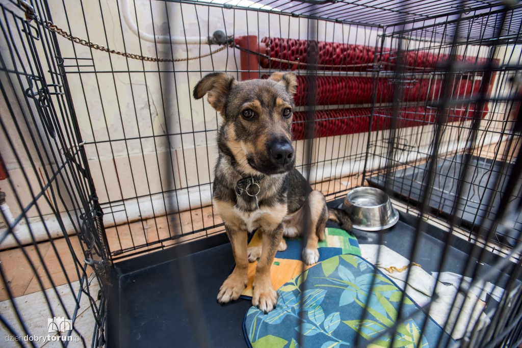 Ósemka odwiedziła schronisko