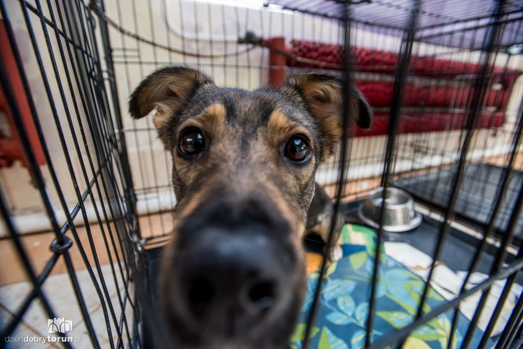 Ósemka odwiedziła schronisko