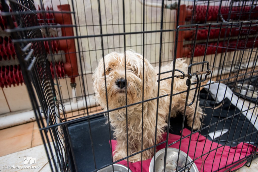 Ósemka odwiedziła schronisko