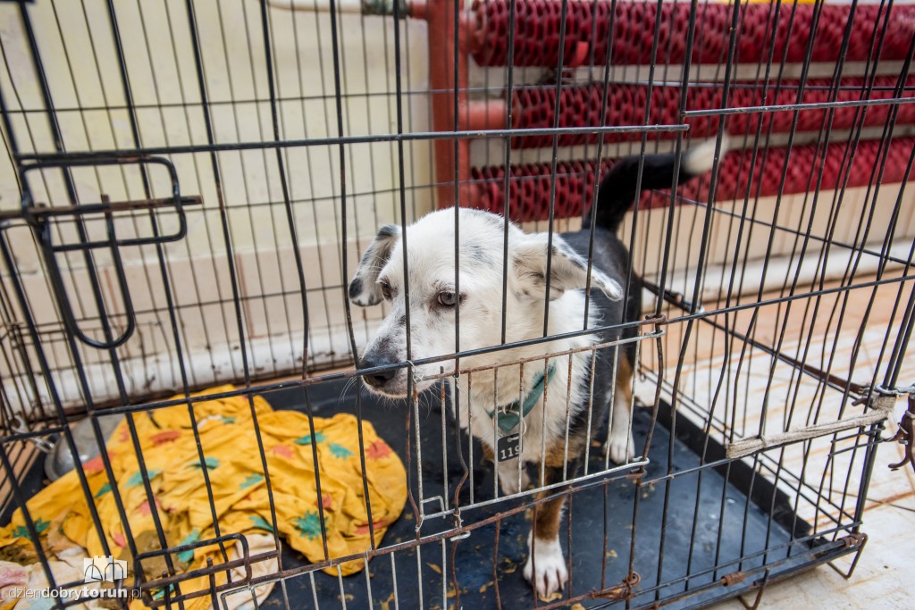 Ósemka odwiedziła schronisko