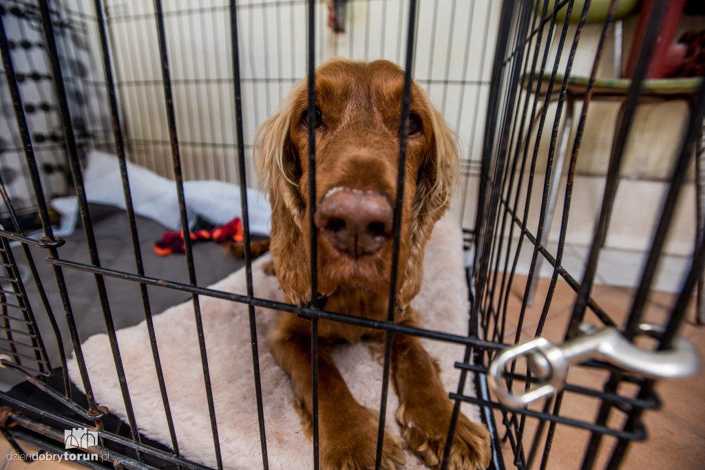 Ósemka odwiedziła schronisko