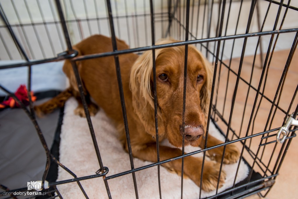 Ósemka odwiedziła schronisko