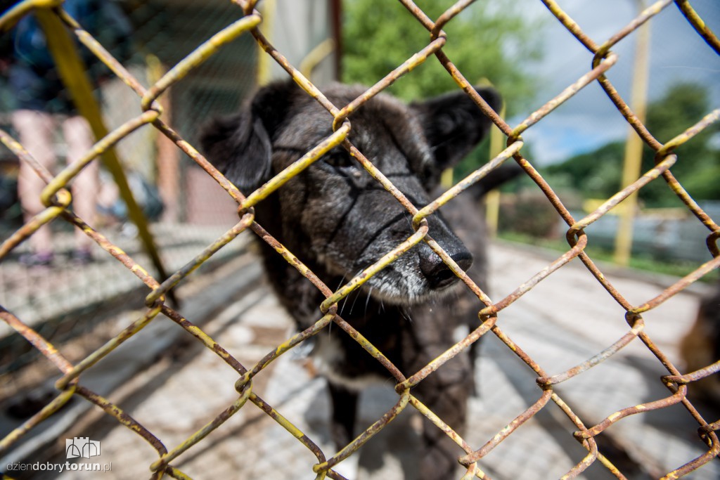 Ósemka odwiedziła schronisko