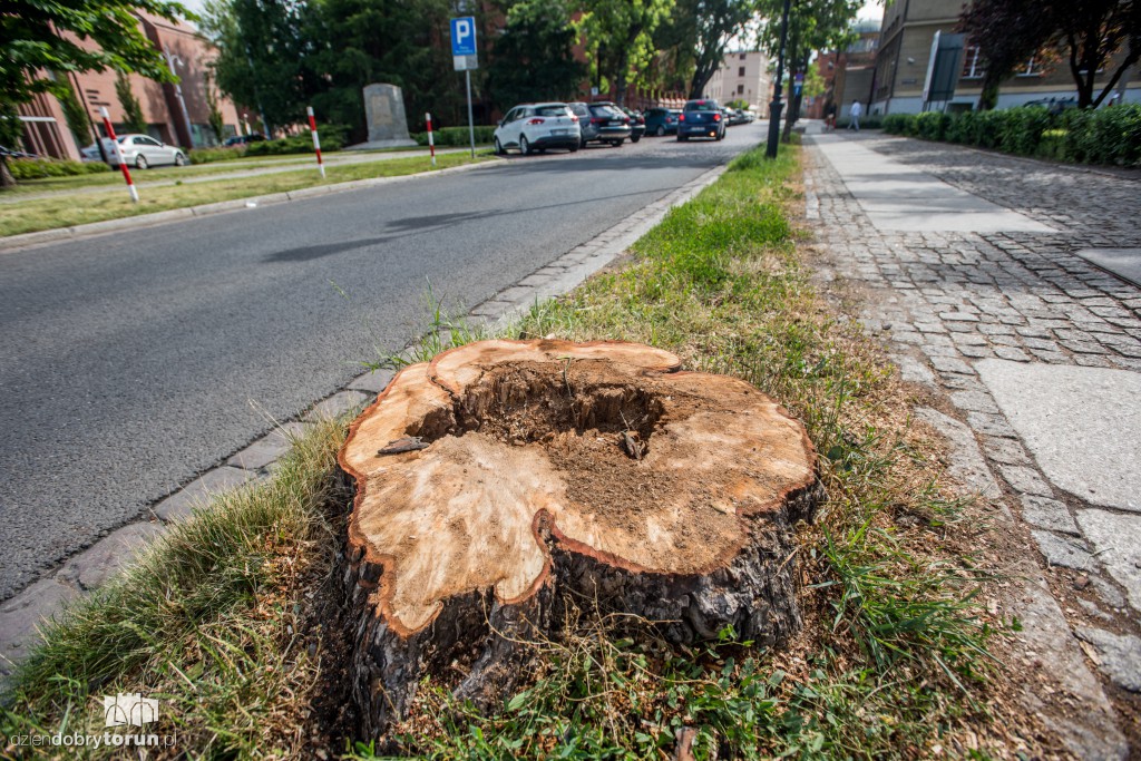 Klony z Fosy Staromiejskiej wycięte
