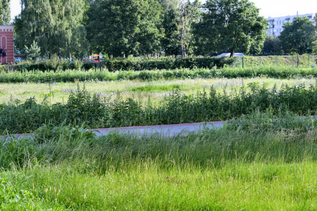 Rubinkowo tonie w chwastach