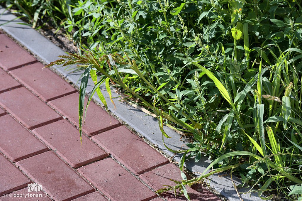 Rubinkowo tonie w chwastach