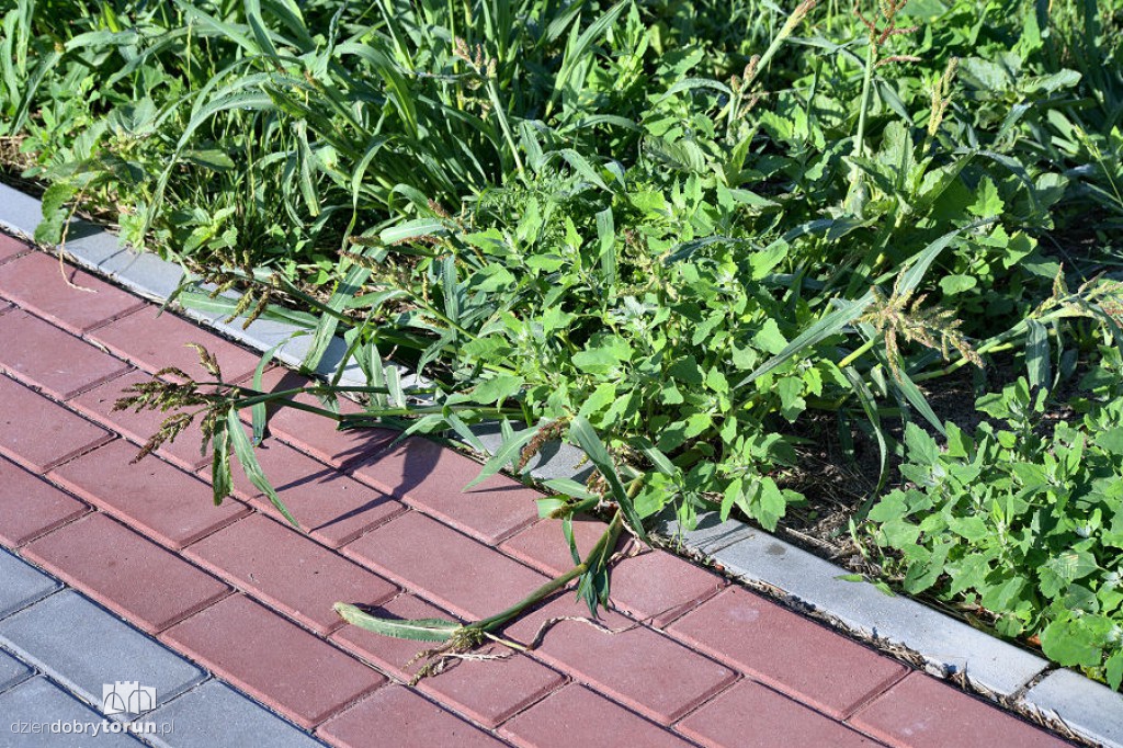 Rubinkowo tonie w chwastach