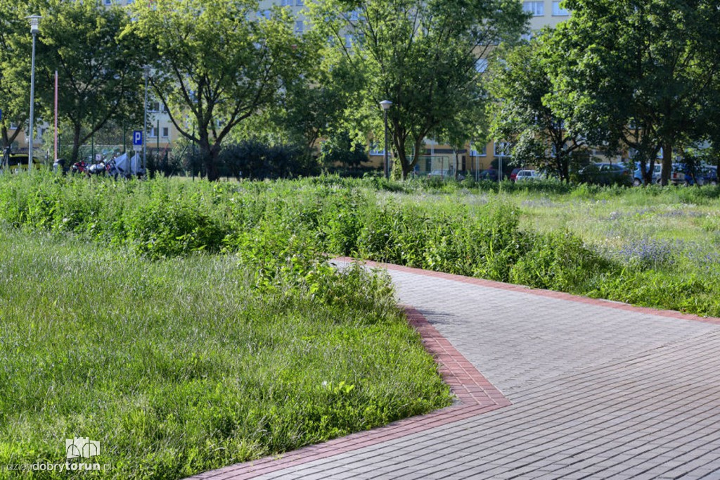 Rubinkowo tonie w chwastach