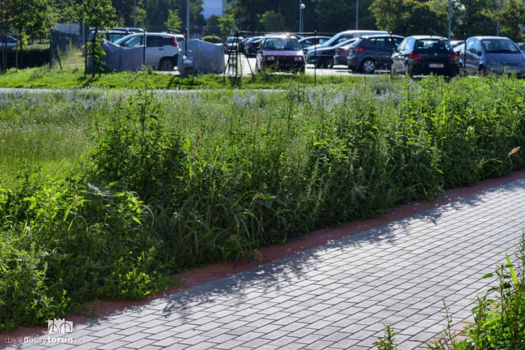 Rubinkowo tonie w chwastach