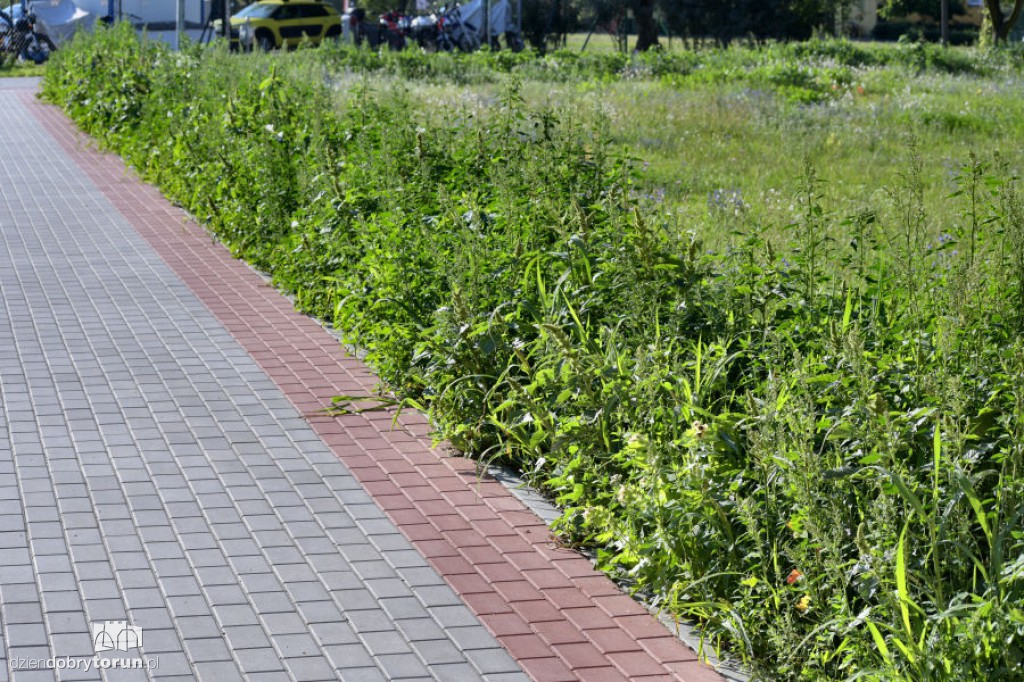 Rubinkowo tonie w chwastach