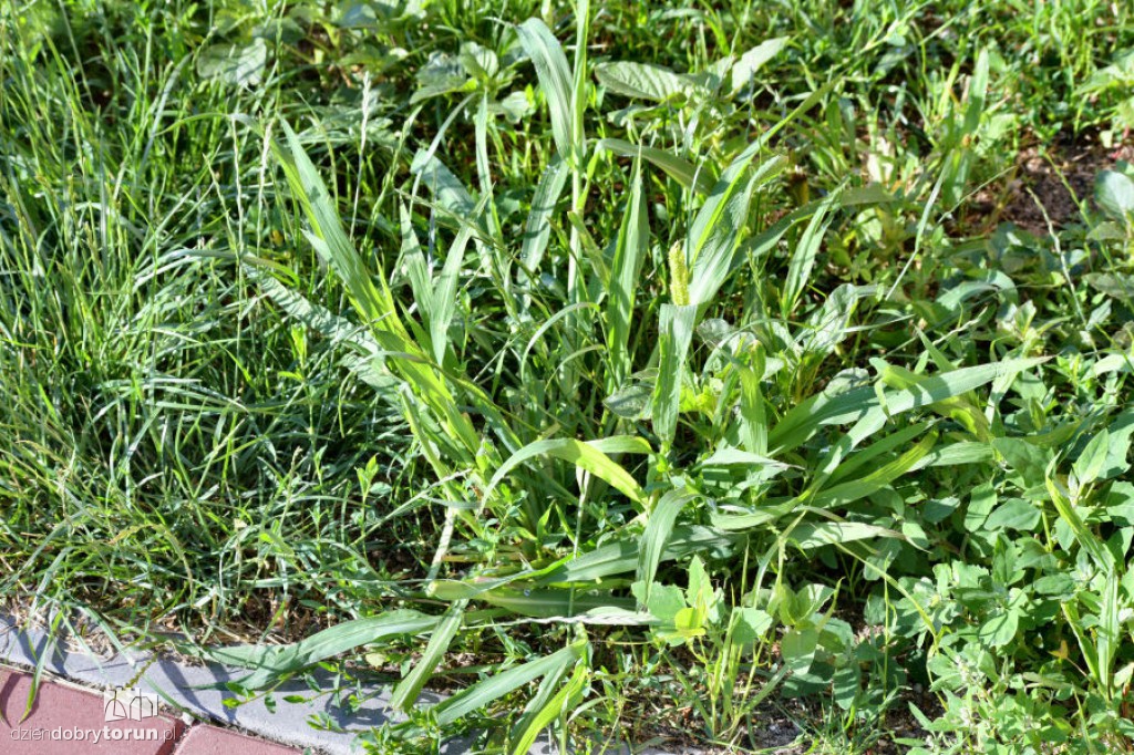 Rubinkowo tonie w chwastach