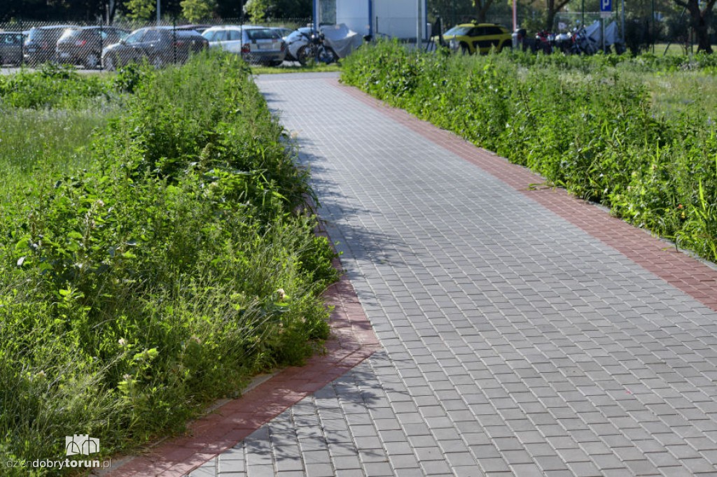 Rubinkowo tonie w chwastach