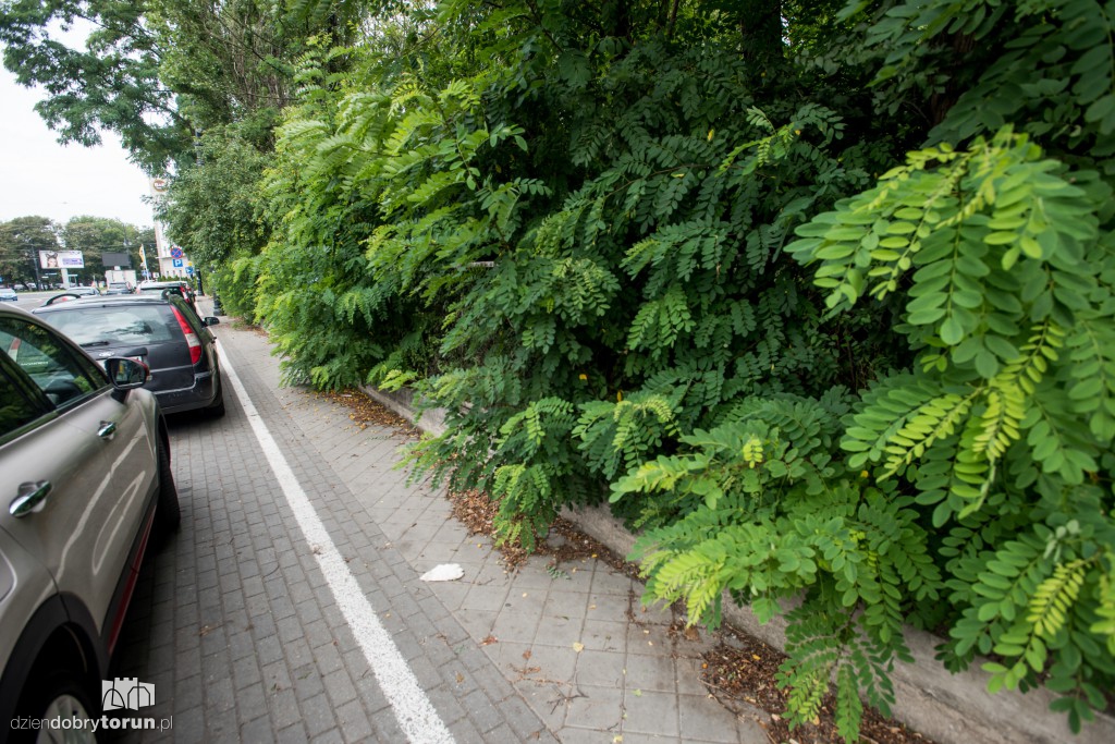 Zarośniętą ul. Szumana ciężko przejść