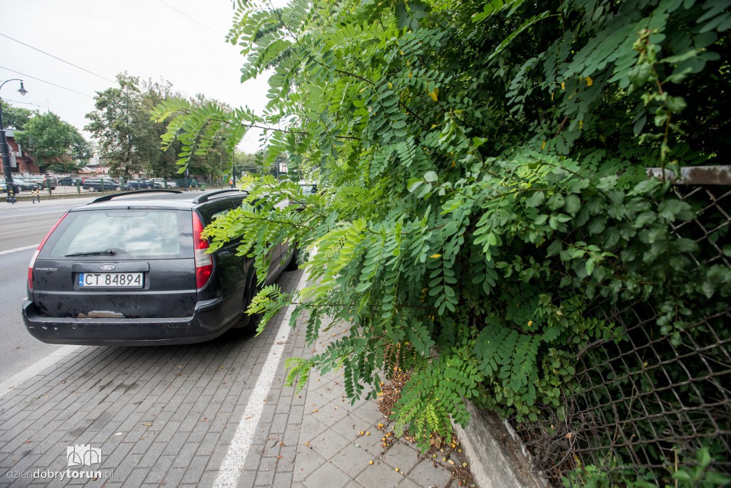 Zarośniętą ul. Szumana ciężko przejść
