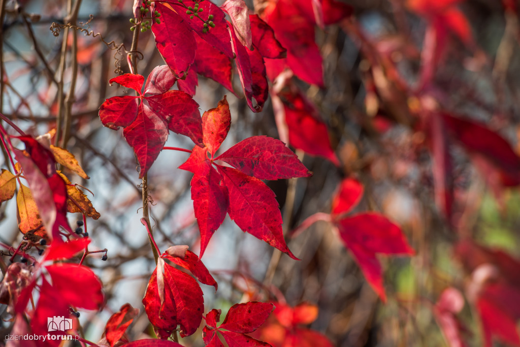 Ale pięknie! Jesień w Toruniu