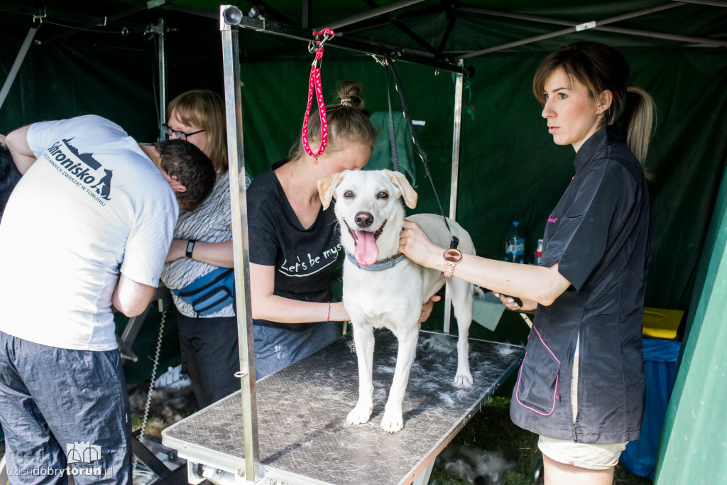 Piknik dla przyjaciół schroniska