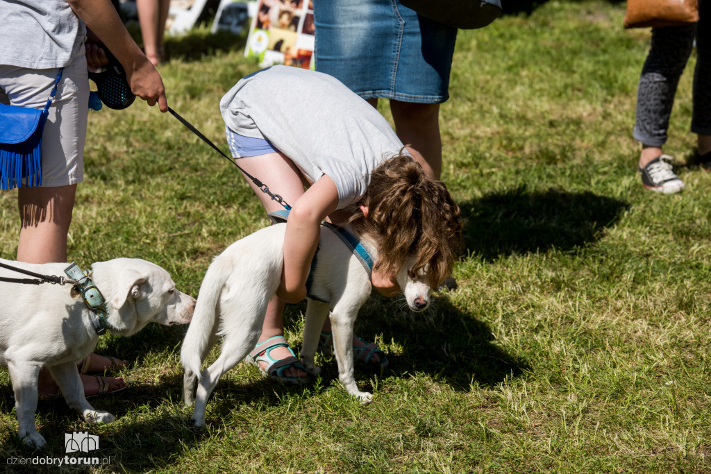 Piknik dla przyjaciół schroniska