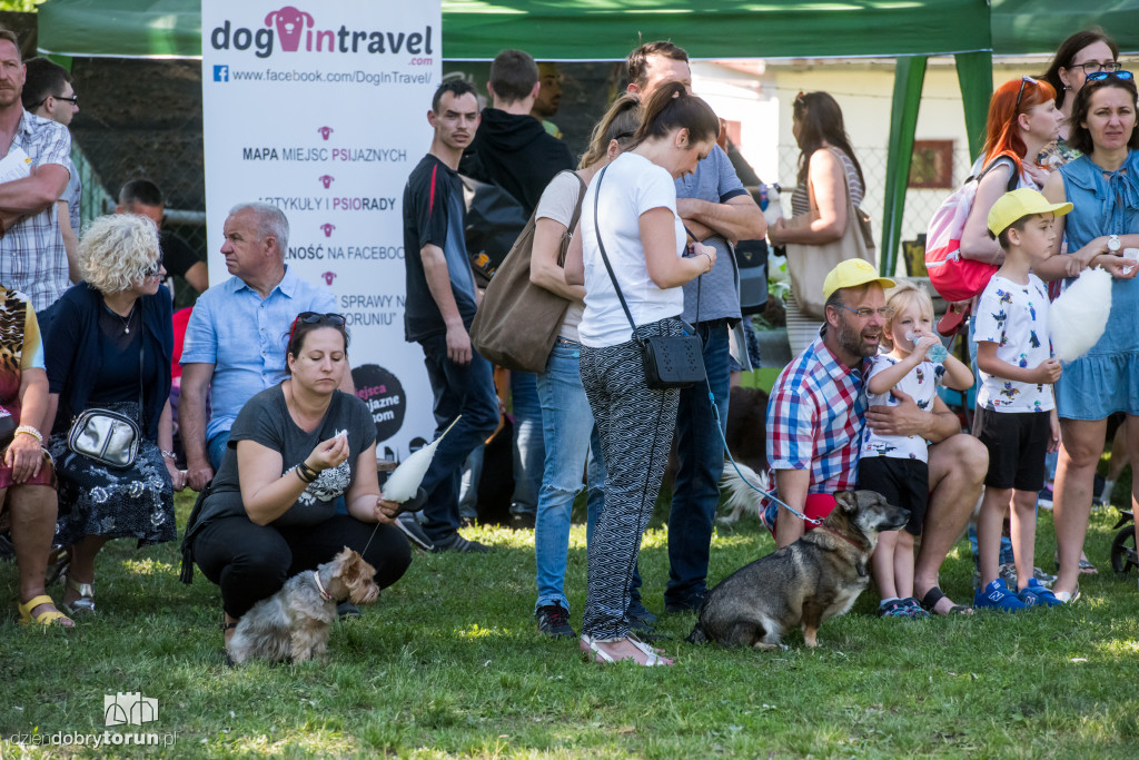 Piknik dla przyjaciół schroniska