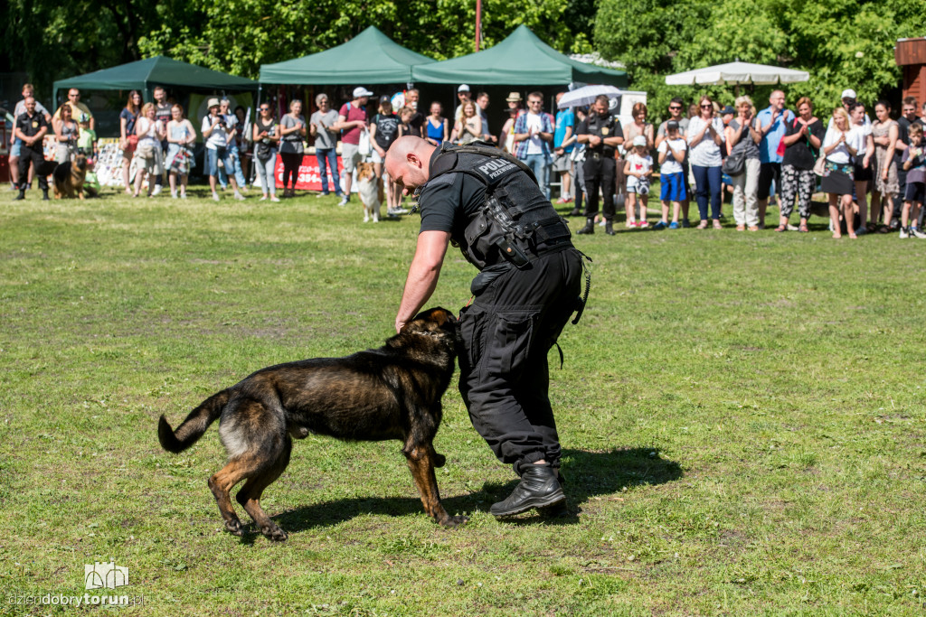 Piknik dla przyjaciół schroniska