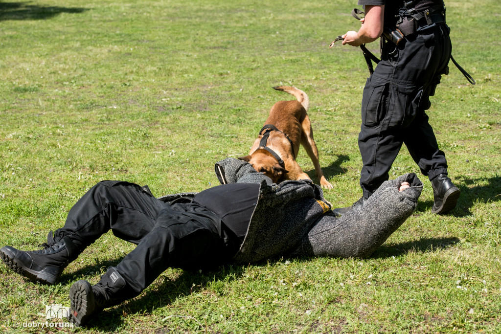 Piknik dla przyjaciół schroniska
