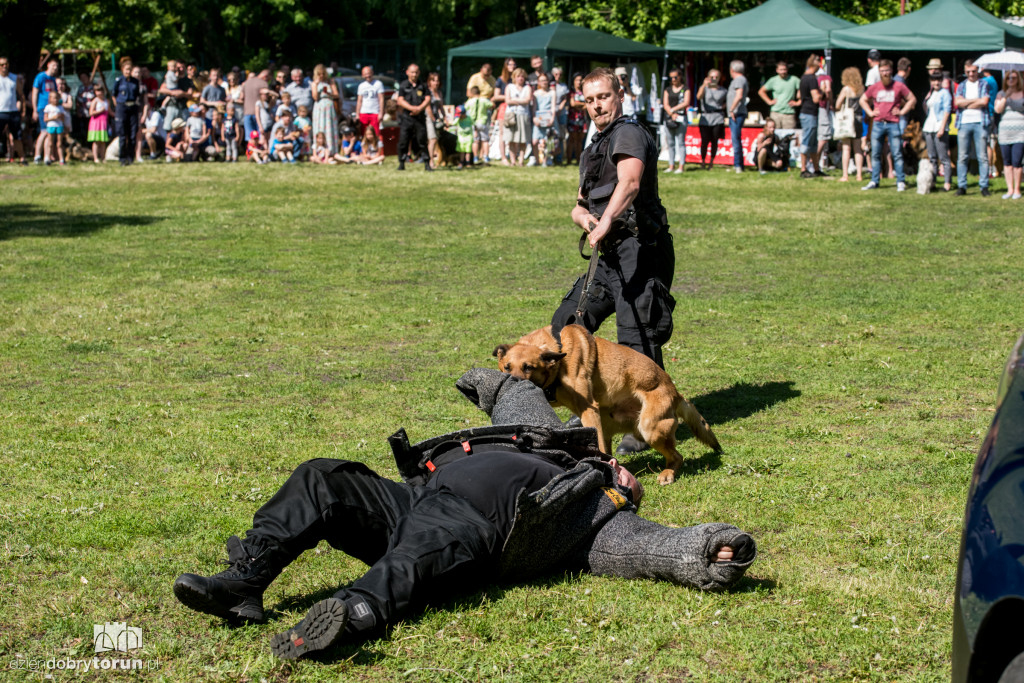 Piknik dla przyjaciół schroniska