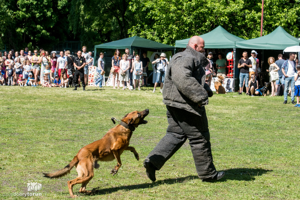 Piknik dla przyjaciół schroniska