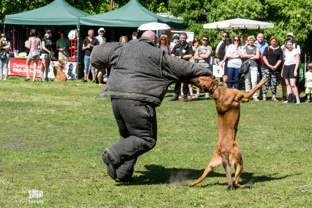 Piknik dla przyjaciół schroniska