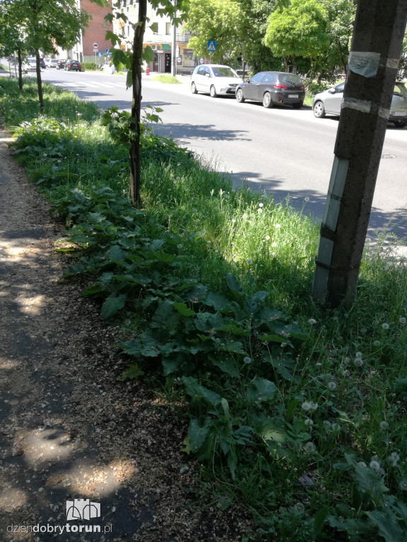 Trawa zarasta w centrum miasta