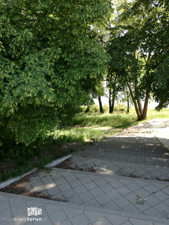 Trawa zarasta w centrum miasta