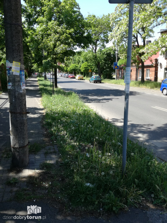 Trawa zarasta w centrum miasta