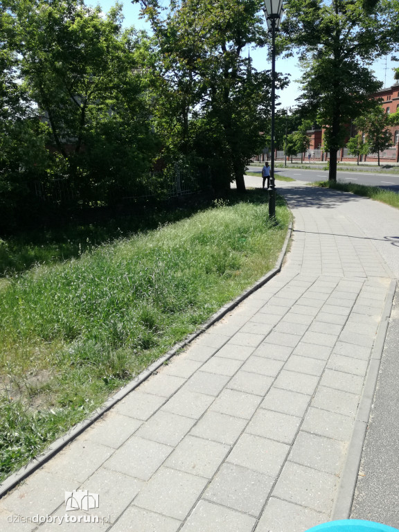 Trawa zarasta w centrum miasta
