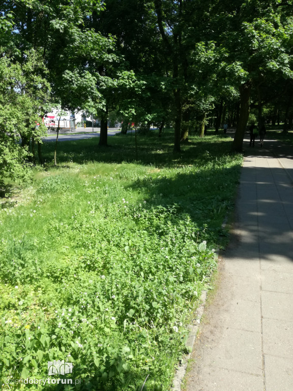 Trawa zarasta w centrum miasta