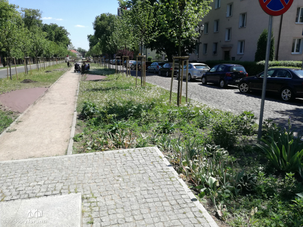 Trawa zarasta w centrum miasta