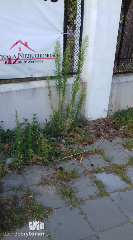 Zarośnięte chwastami centrum miasta