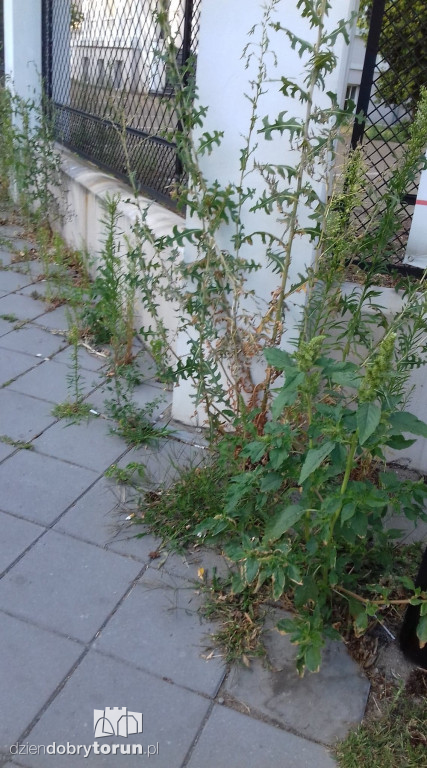 Zarośnięte chwastami centrum miasta