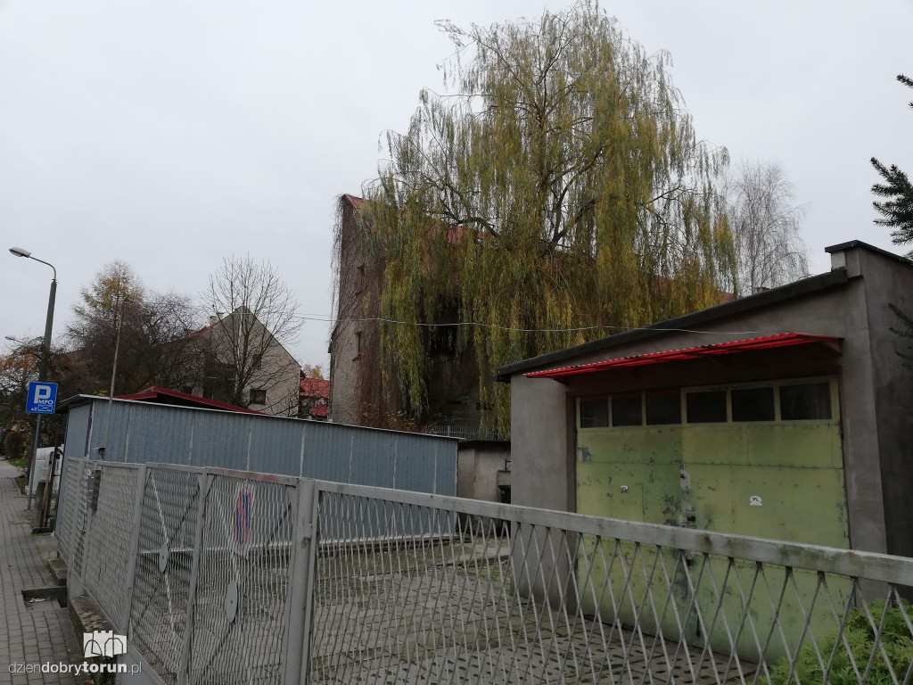 Wierzba przy Wąskiej nie daje spokoju
