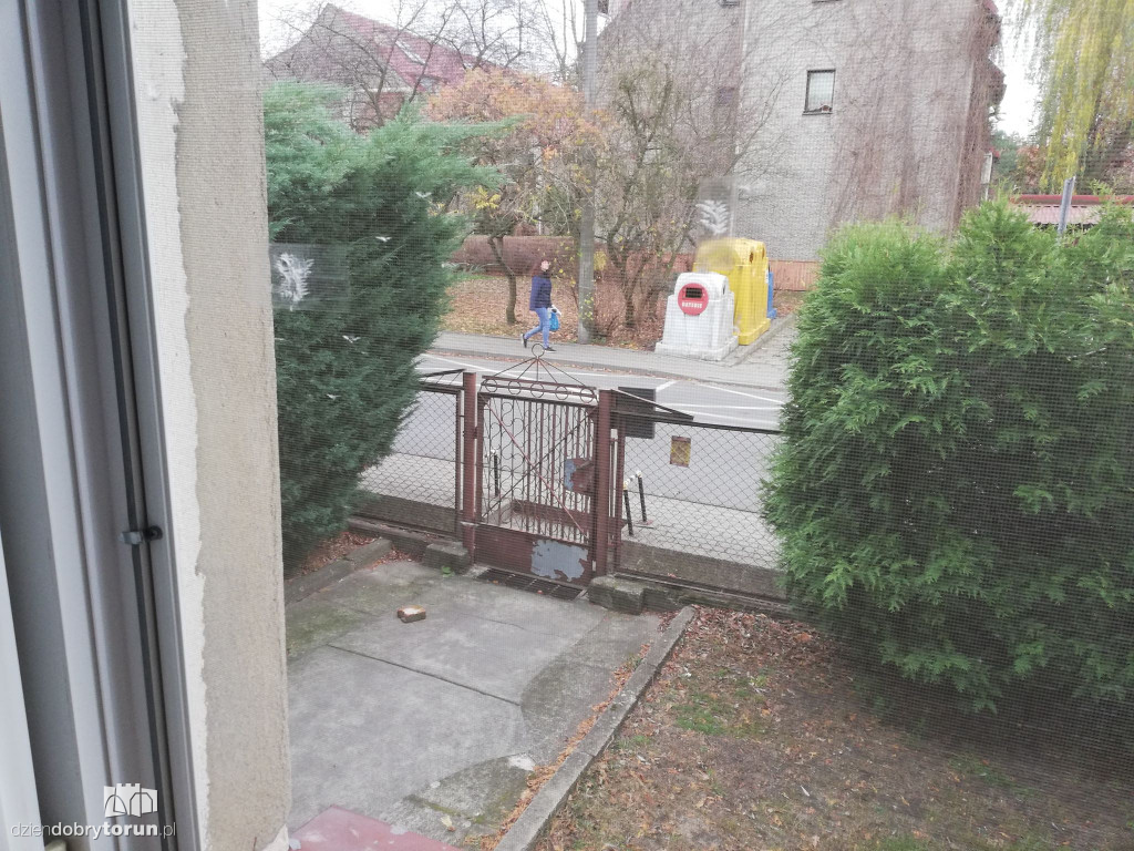 Wierzba przy Wąskiej nie daje spokoju