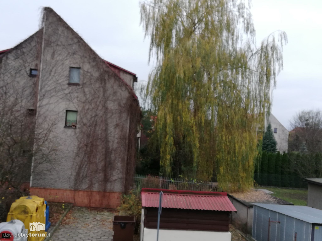 Wierzba przy Wąskiej nie daje spokoju