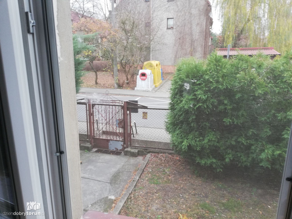 Wierzba przy Wąskiej nie daje spokoju