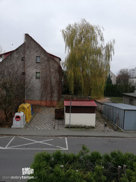 Wierzba przy Wąskiej nie daje spokoju