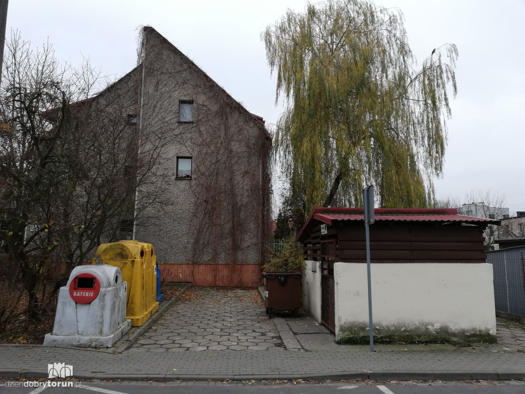 Wierzba przy Wąskiej nie daje spokoju