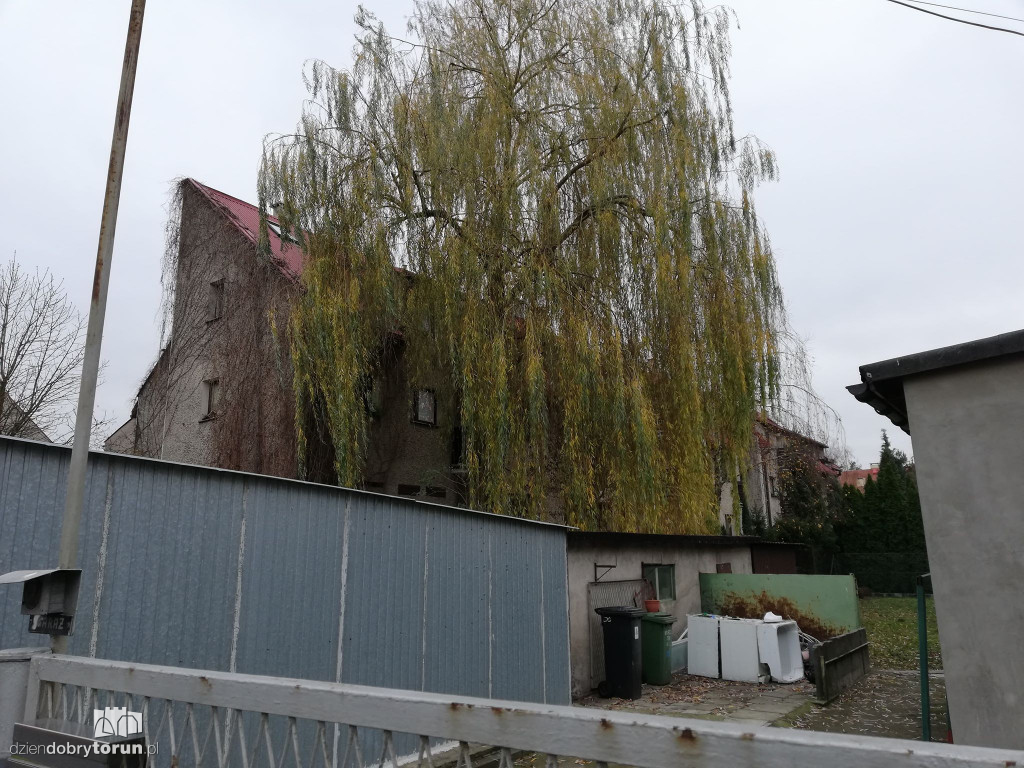 Wierzba przy Wąskiej nie daje spokoju