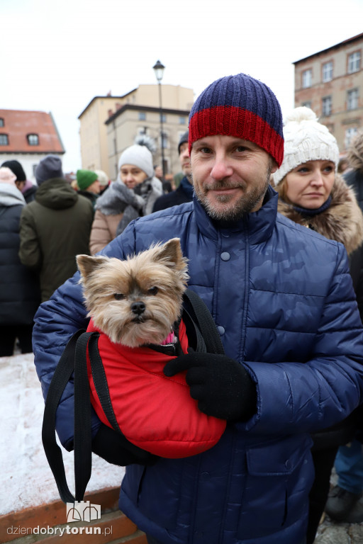 Marsz w obronie zwierząt