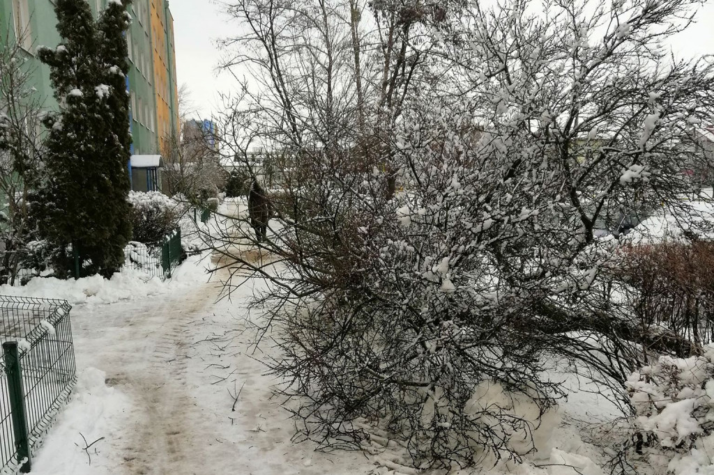 Powalone drzewo na Wyszyńskiego