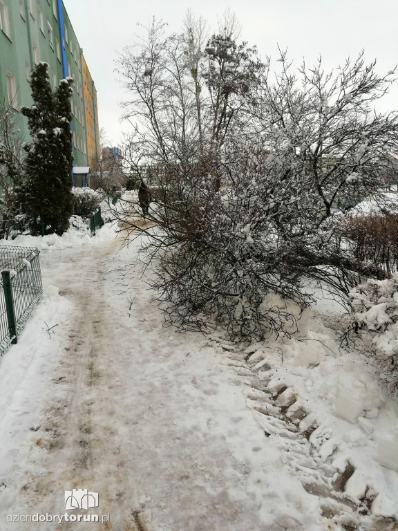 Powalone drzewo na Wyszyńskiego