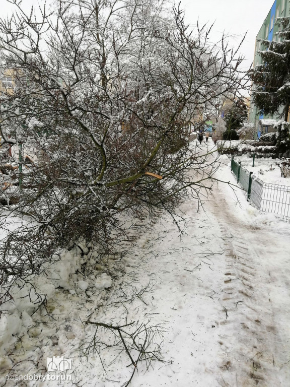 Powalone drzewo na Wyszyńskiego