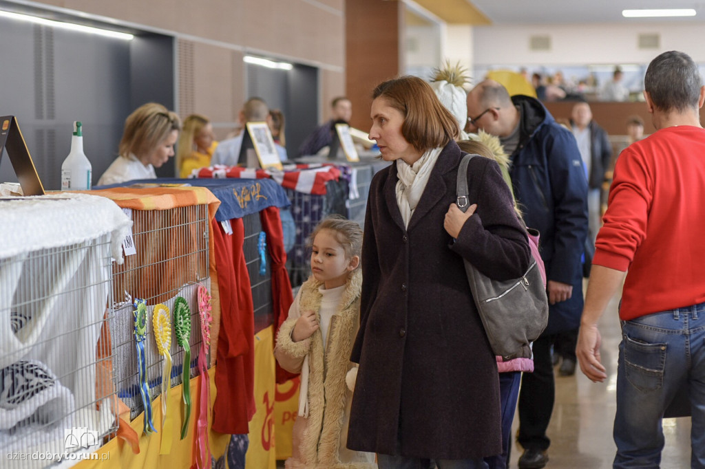 Wystawa Kotów Rasowych