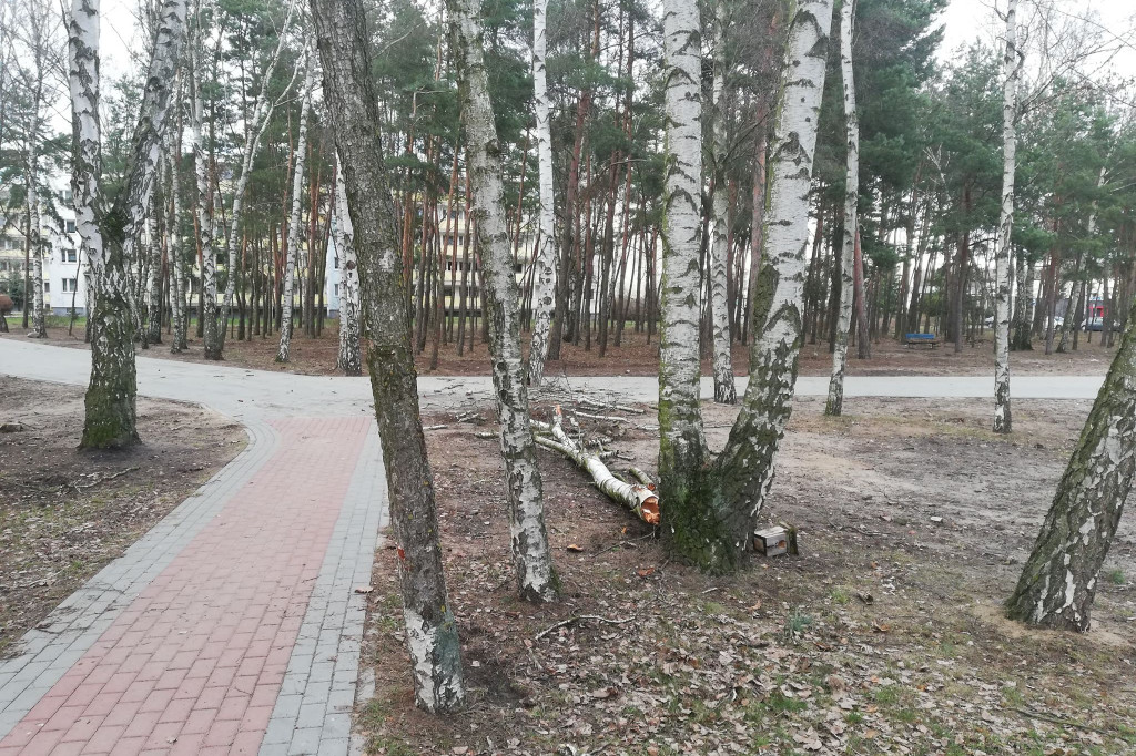Drzewo mogło zabić pieszych ze Skarpy