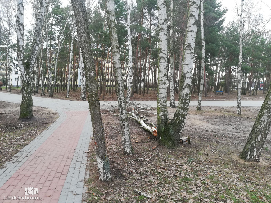 Drzewo mogło zabić pieszych ze Skarpy