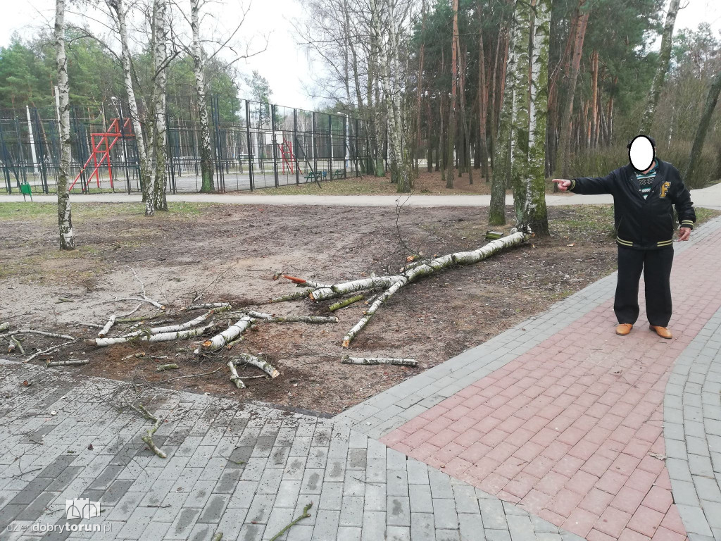 Drzewo mogło zabić pieszych ze Skarpy
